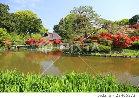 京都　初夏の梅宮大社 22405572