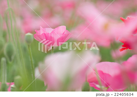 シャーレーポピー 22405634