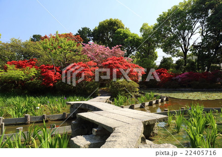 京都　初夏の梅宮大社 22405716