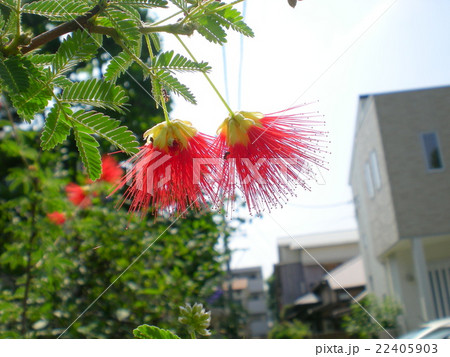 ネムノキの花 22405903