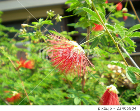 ネムノキの花 ネムノキの花 22405904