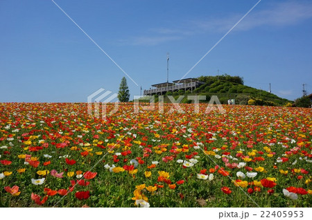 ポピー満開の「あわじ花さじき」 22405953