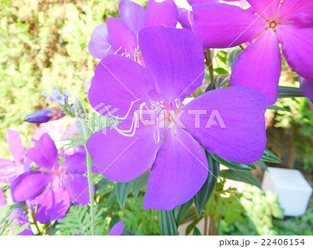 シコンノバタン シコンノバタン 22406154