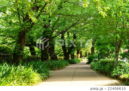千鳥が淵の歩道 千鳥が淵の歩道 22406610