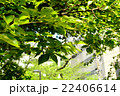 都会の緑 22406614