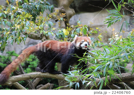 多摩動物公園のレッサーパンダ 多摩動物公園のレッサーパンダ 22406760