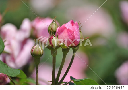 メアリーローズのつぼみ 22406952
