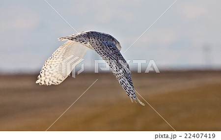 Snowy Owl Saskatchewan Canada in Flight Snowy Owl Saskatchewan Canada in Flight 22407419
