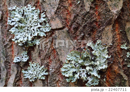 Lichen, Hypogymnia physodes 22407711