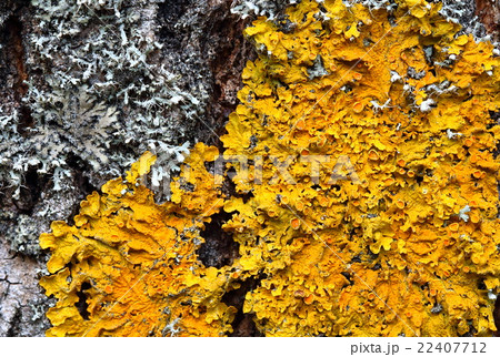 Xanthoria parietina. Orange lichen on a tree trunk 22407712