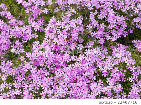 Pink and purple moss phlox flowers. Detail Pink and purple moss phlox flowers. Detail 22407716