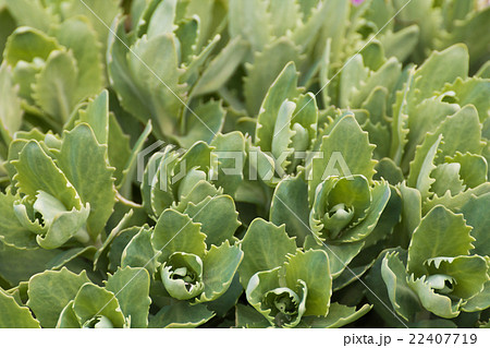 Orpine. Sedum foliage 22407719