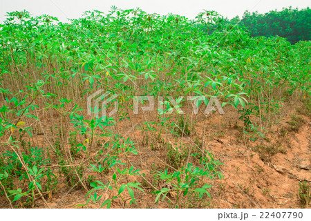 Leaves of cassava plant. Leaves of cassava plant. 22407790