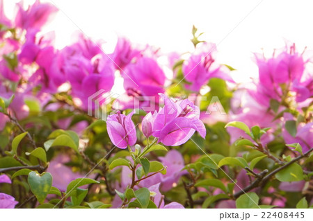 ブーゲンビリア(Bougainvillea) ブーゲンビリア(Bougainvillea) 22408445