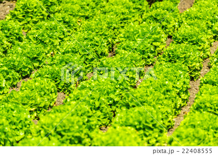 Cultivated field 22408555