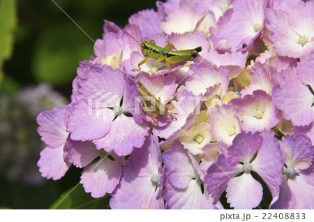 虫と紫陽花の写真素材 2240 虫と紫陽花の写真素材 2240