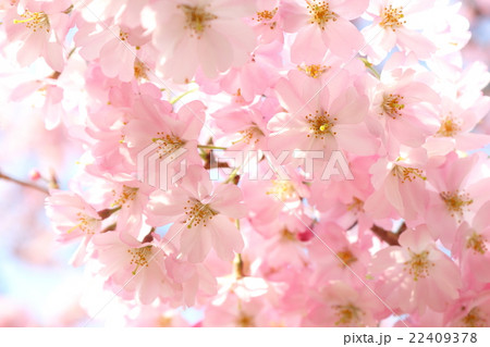 桜(思川桜) 桜(思川桜) 22409378