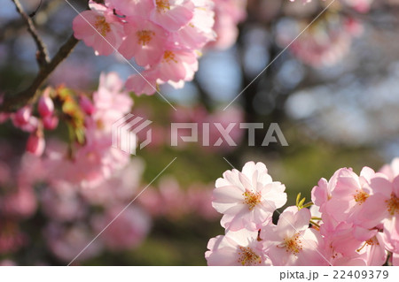 桜（思川桜） 22409379