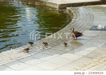 若葉と新緑の舎人公園噴水池のカルガモ親子 若葉と新緑の舎人公園噴水池のカルガモ親子 22409420