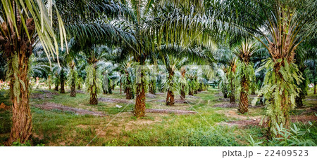 Palm oil plantations, Khao Sok, Thailand. 22409523