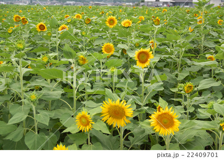 野田川のひまわり 野田川のひまわり 22409701