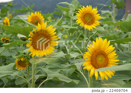 野田川のひまわり 野田川のひまわり 22409704