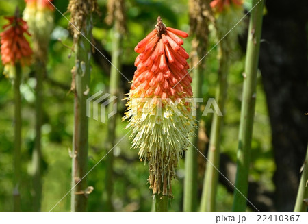 トリトマ トリトマ 22410367