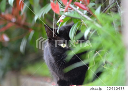 猫のいる風景、新緑の季節、オスの黒猫の地域猫さん 猫のいる風景、新緑の季節、オスの黒猫の地域猫さん 22410433