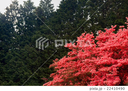 ヤマツツジ 22410490