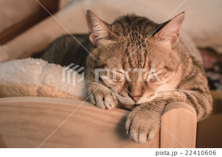cat at sleep 22410606