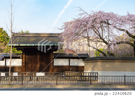有栖川宮旧邸の枝垂れ桜 22410620