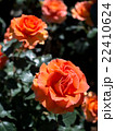 バラ 22410624