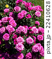 バラ 22410628