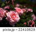 バラ 22410629
