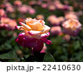 バラ 22410630