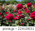 バラ 22410631