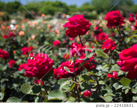 バラ 22410631