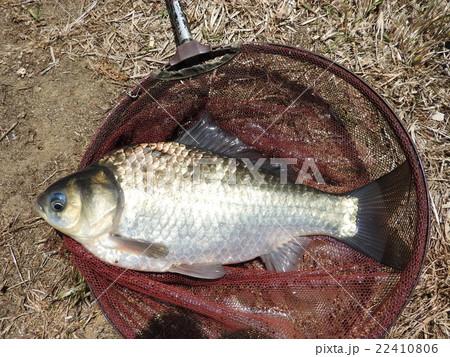 ヘラブナ 22410806