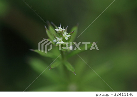 自然 植物 ヤエムグラ どこにでも生えるちょっと厄介な雑草ですが 小さな花が咲いていますの写真素材