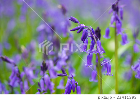 ブルーベルの群生 22411595