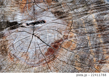 Tree Stump Texture 22411788