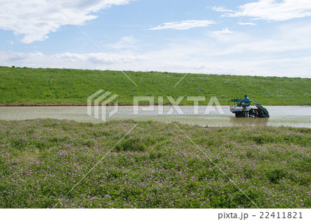 田植え、レンゲソウ畑２ 22411821