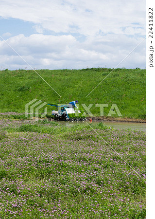 田植え、レンゲソウ畑3 田植え、レンゲソウ畑3 22411822