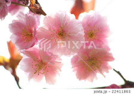 釧路八重 22411863