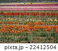 チューリップ畑 22412504