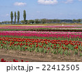チューリップ畑 22412505