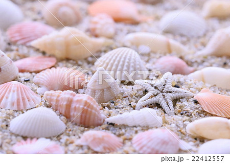 海岸で見つけた小さなかわいい貝殻の写真素材