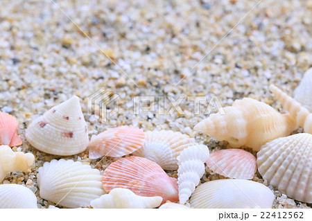 海岸で見つけた小さなかわいい貝殻の写真素材