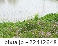田植え直後の水田とレンゲソウ1 田植え直後の水田とレンゲソウ1 22412648