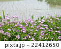 田植え直後の水田とレンゲソウ3 田植え直後の水田とレンゲソウ3 22412650